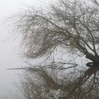 Baum im Nebel am See