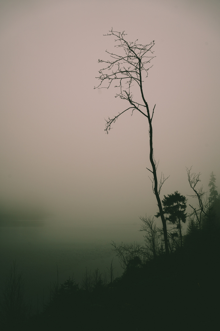 — Baum im Nebel am Teich —