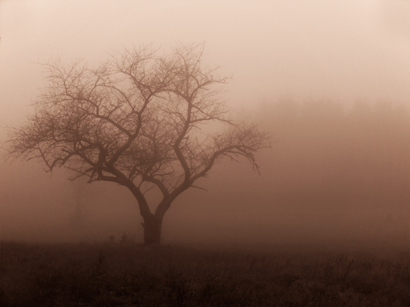 Baum im Nebel