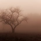 Baum im Nebel