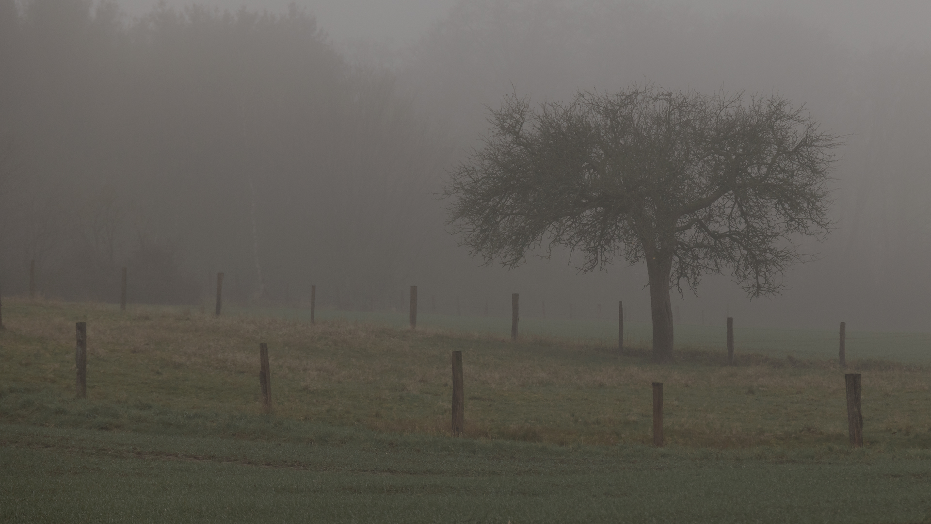 Baum im Nebel