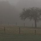 Baum im Nebel