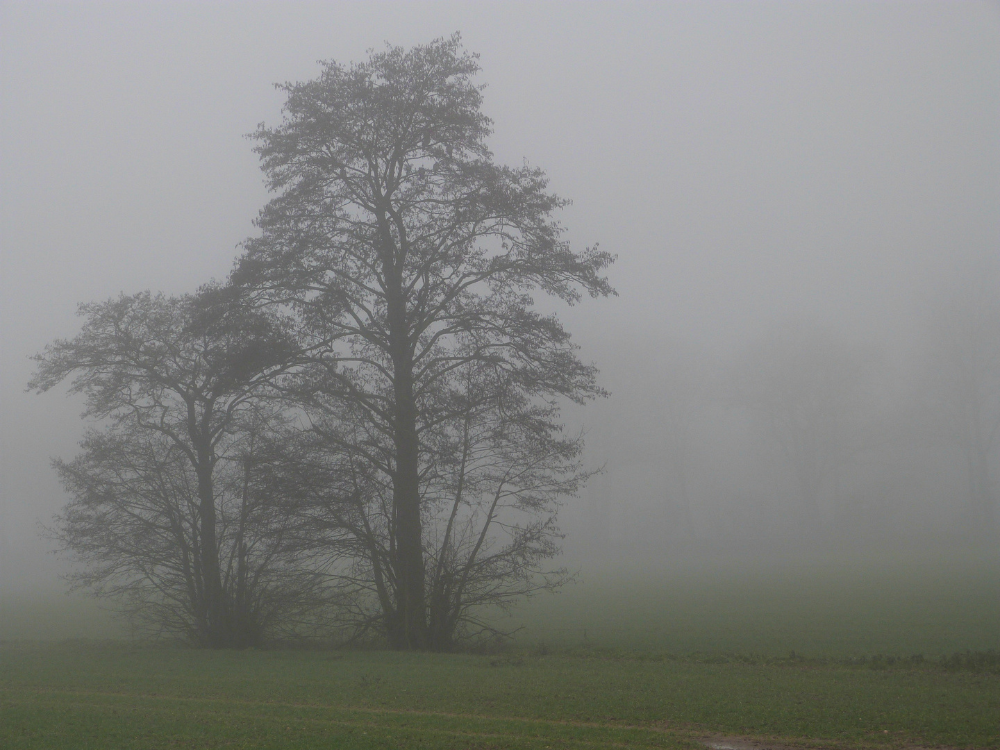 Baum im Nebel