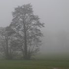 Baum im Nebel