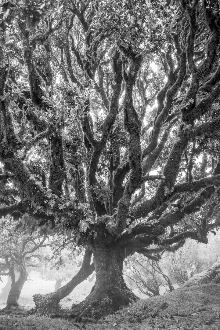 Baum im Nebel