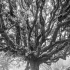 Baum im Nebel