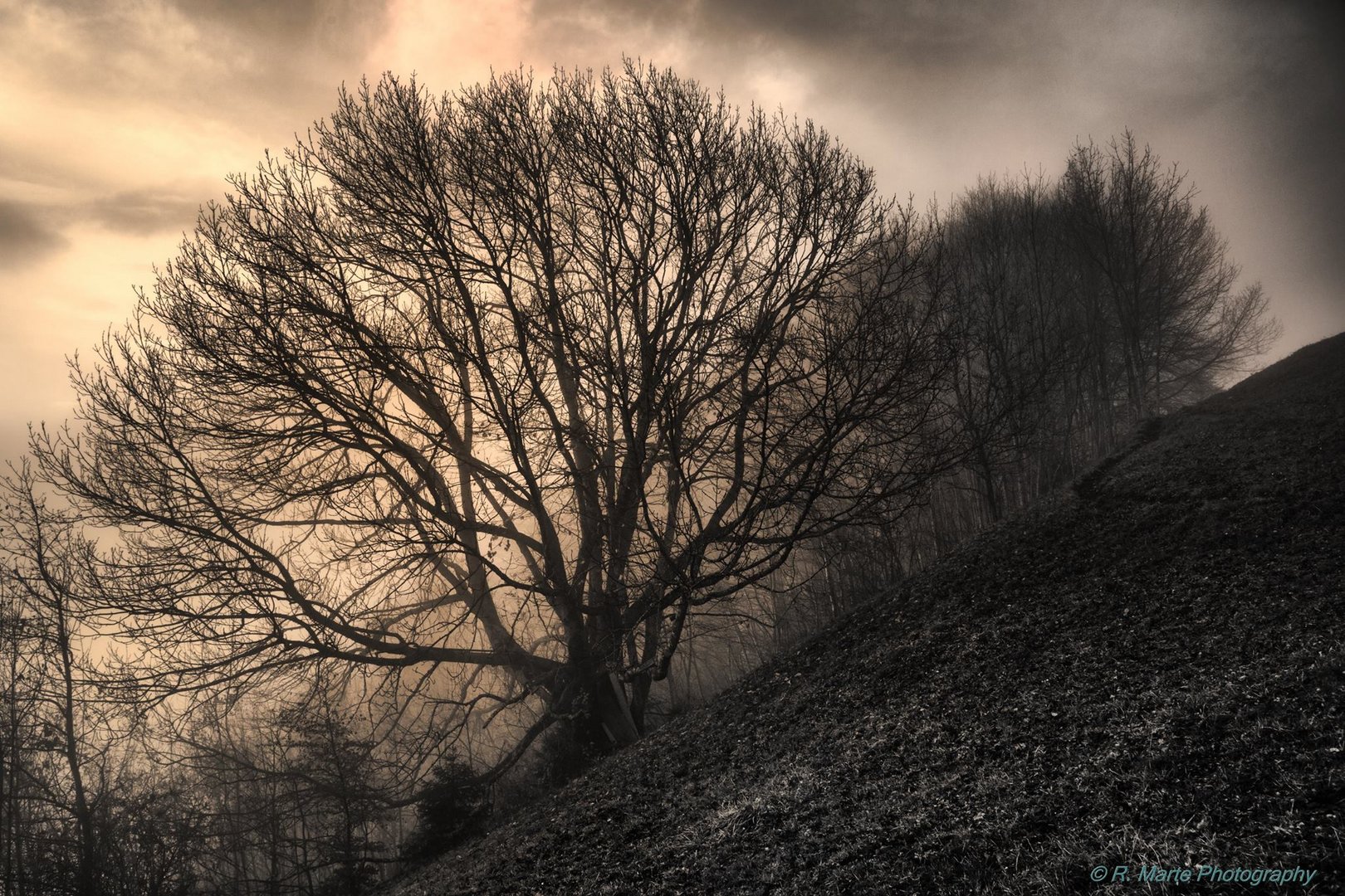 Baum im Nebel bei Sonnenaufgang.