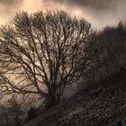 Baum im Nebel bei Sonnenaufgang.