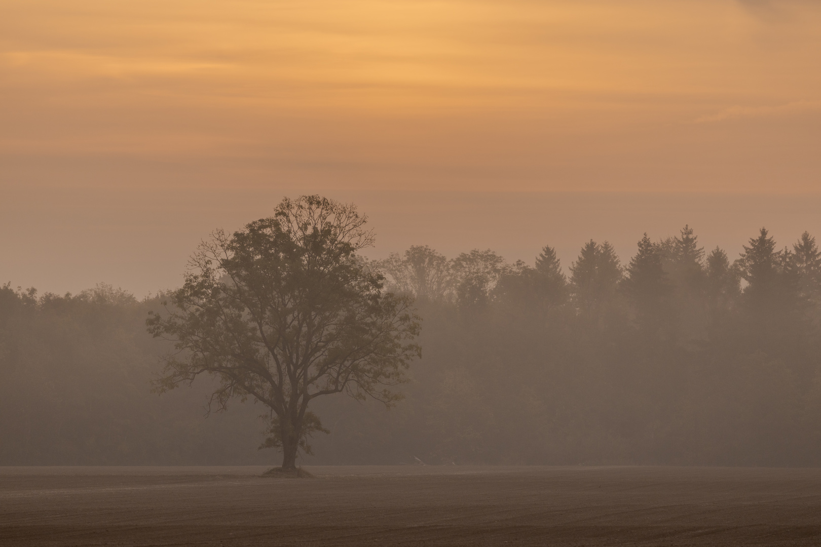 Baum im Nebel bei Sonnenaufgang