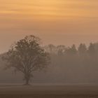 Baum im Nebel bei Sonnenaufgang