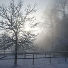 Baum im Nebel