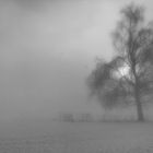 Baum im Nebel