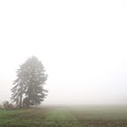 baum im nebel