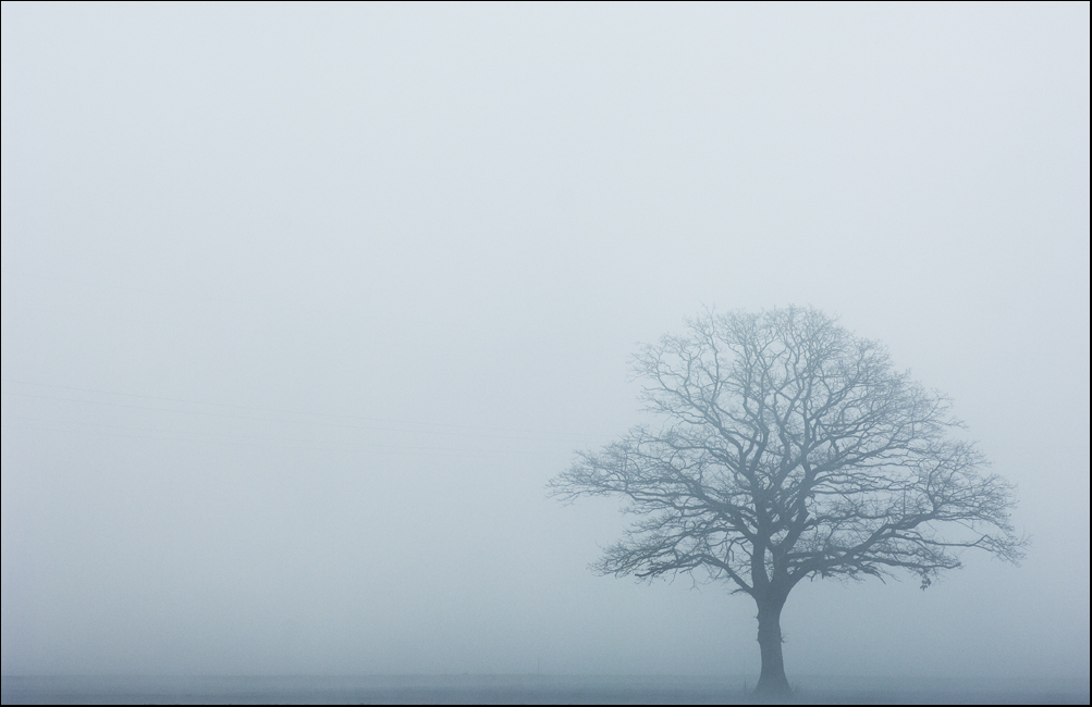 ...Baum im Nebel