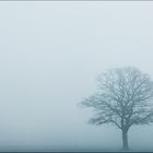 ...Baum im Nebel