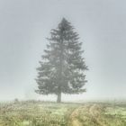 Baum im Nebel