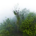 Baum im Nebel