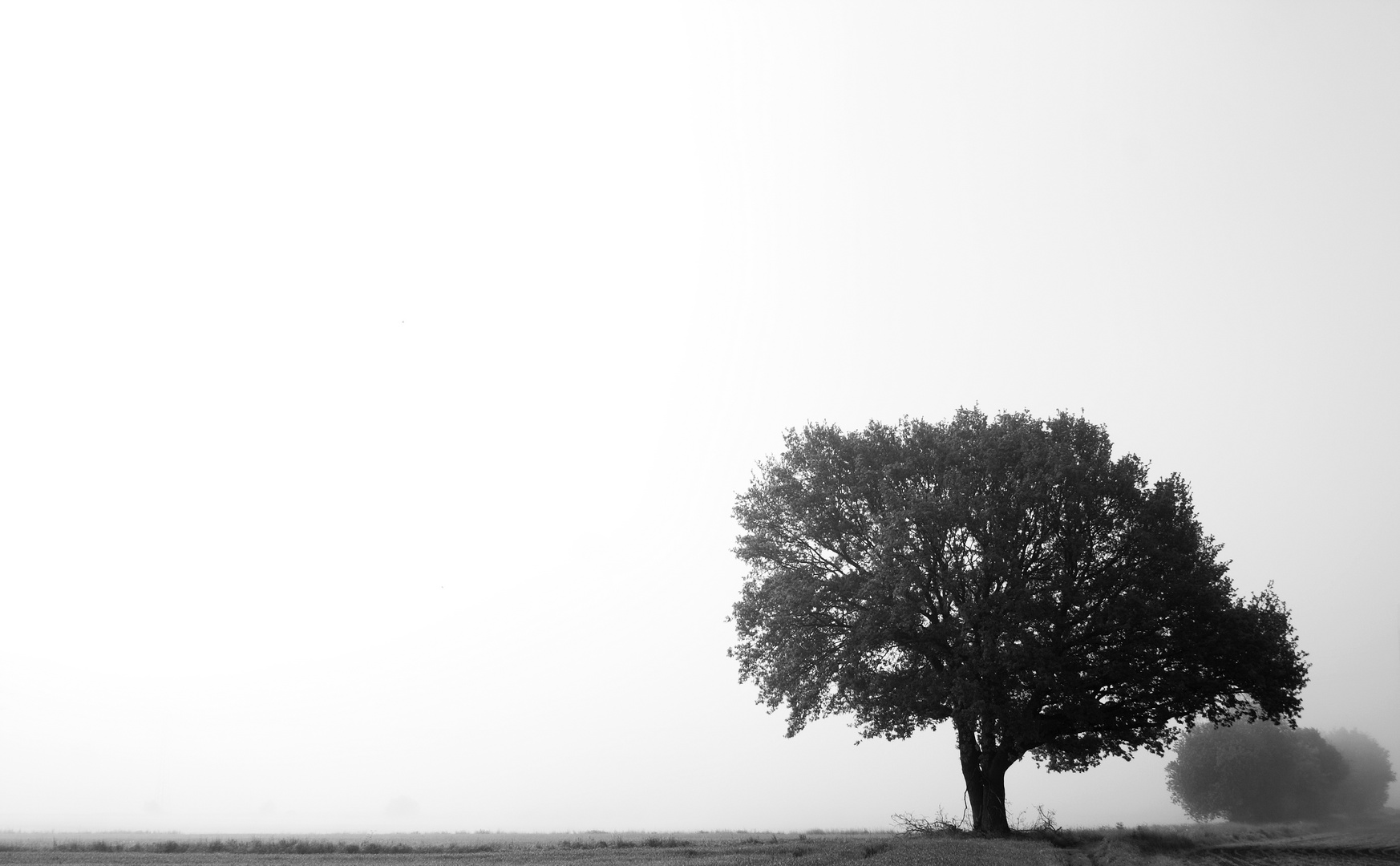 Baum im Nebel