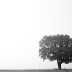 Baum im Nebel