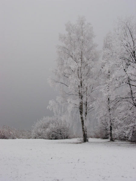 Baum im Nebel