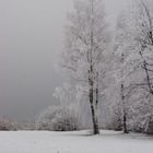 Baum im Nebel