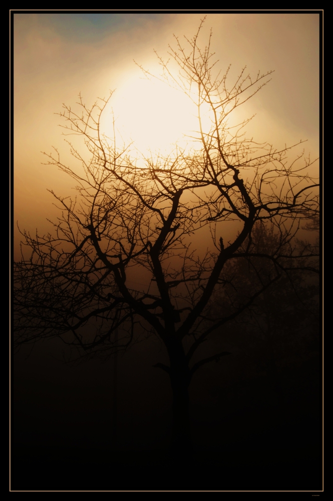 Baum im Nebel