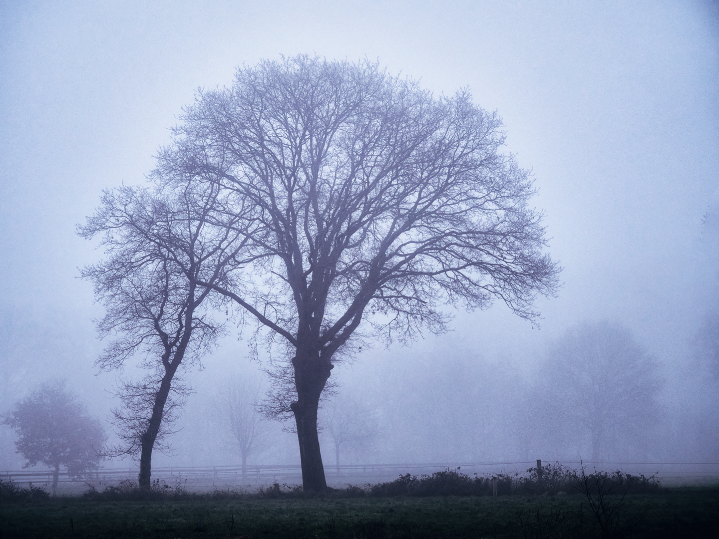 Baum im Nebel