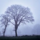 Baum im Nebel