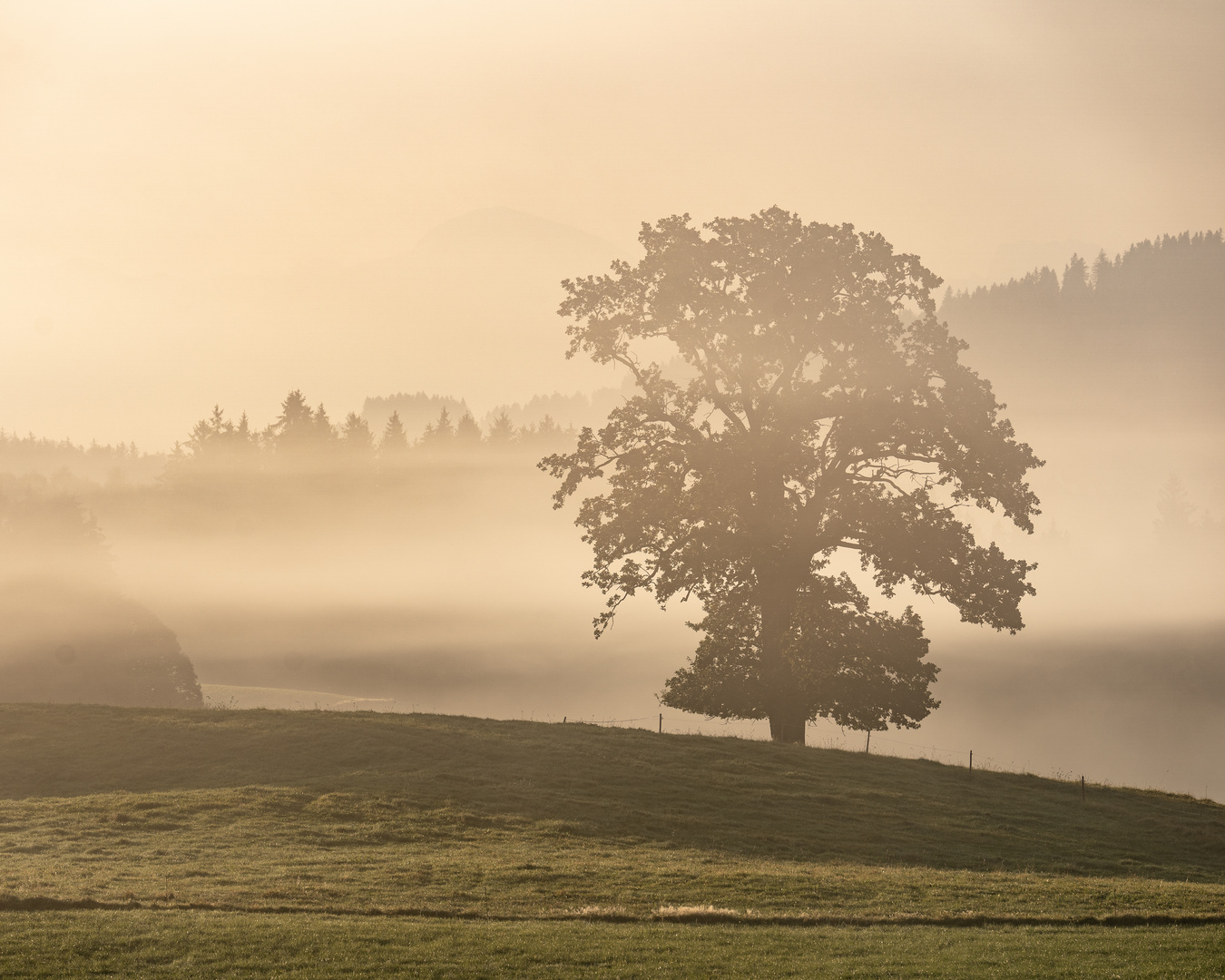 Baum im Nebel