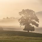 Baum im Nebel