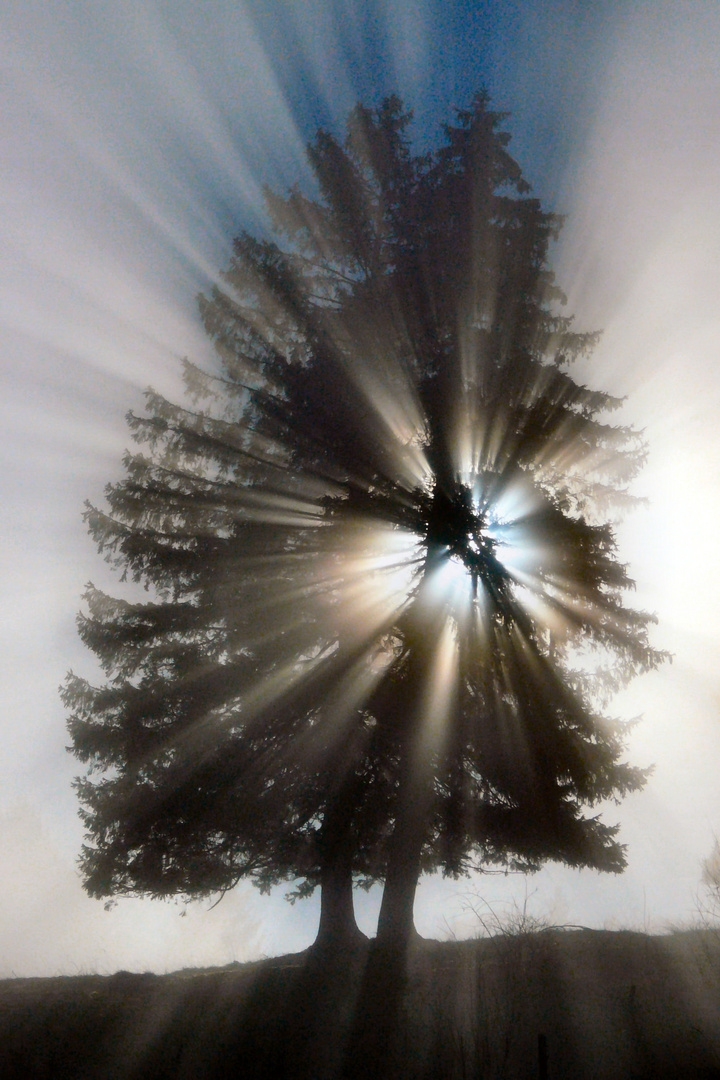 Baum im Nebel