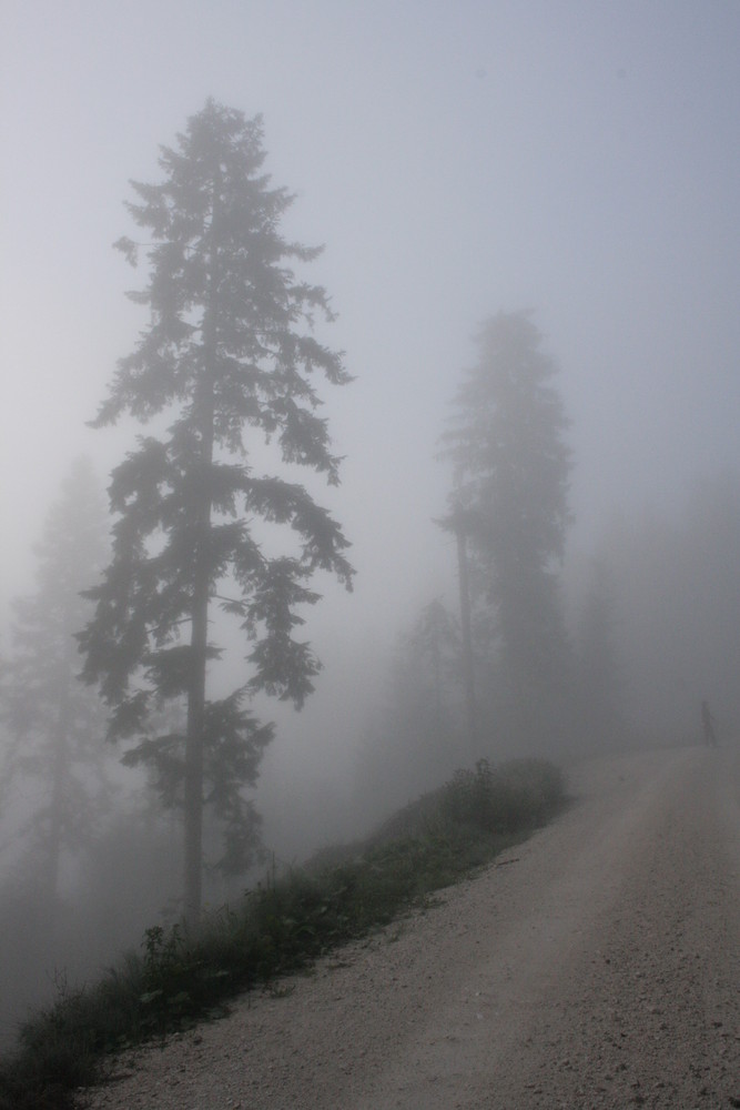 Baum im Nebel