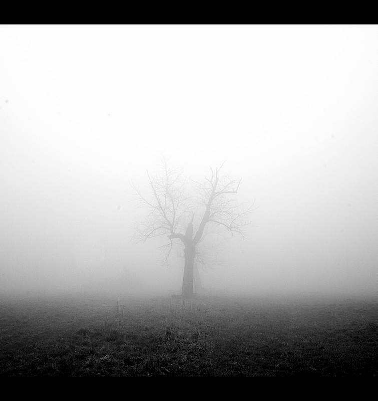 Baum im Nebel