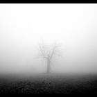 Baum im Nebel