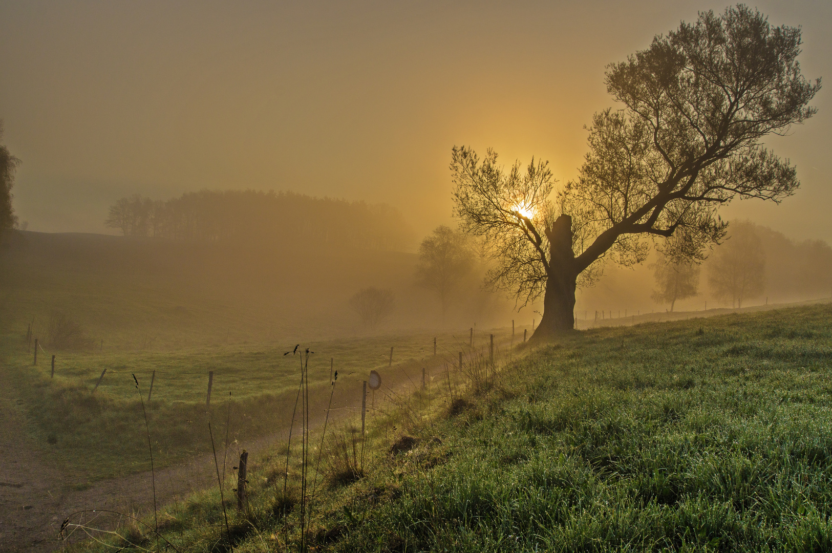 Baum im Nebel