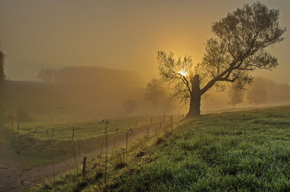 Baum im Nebel