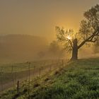 Baum im Nebel