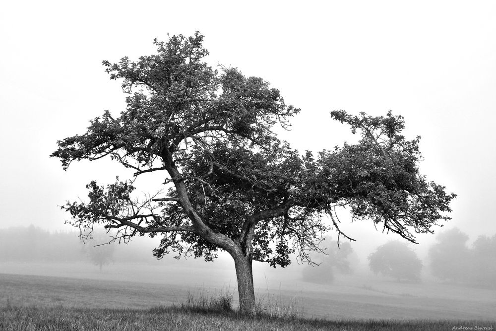 Baum im Nebel