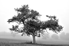 Baum im Nebel