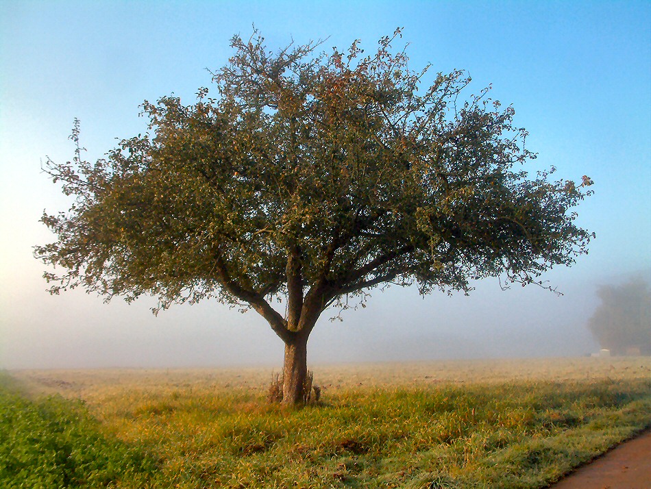 Baum im Nebel