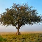 Baum im Nebel