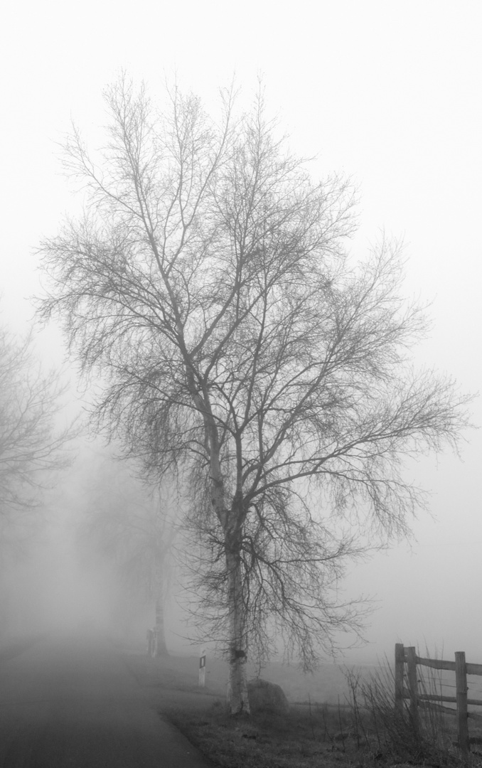 Baum im Nebel