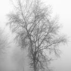 Baum im Nebel