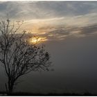 Baum im Nebel