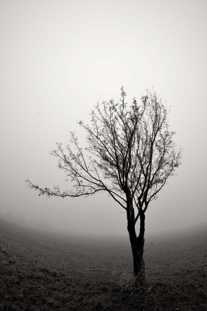 Baum im Nebel