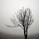 Baum im Nebel