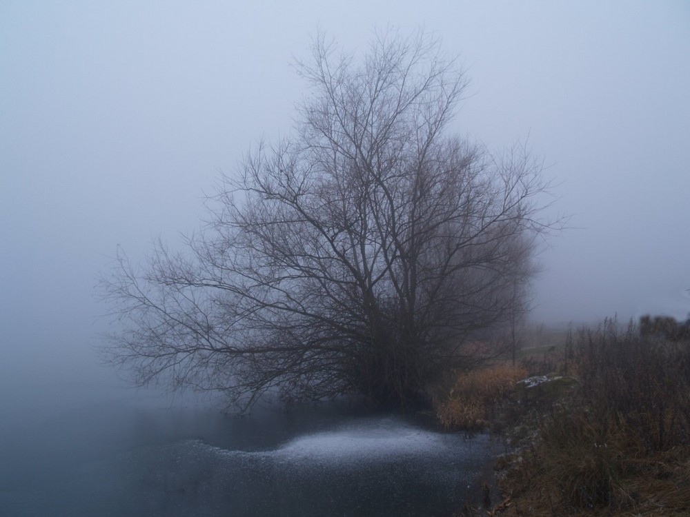 Baum im Nebel