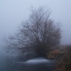 Baum im Nebel