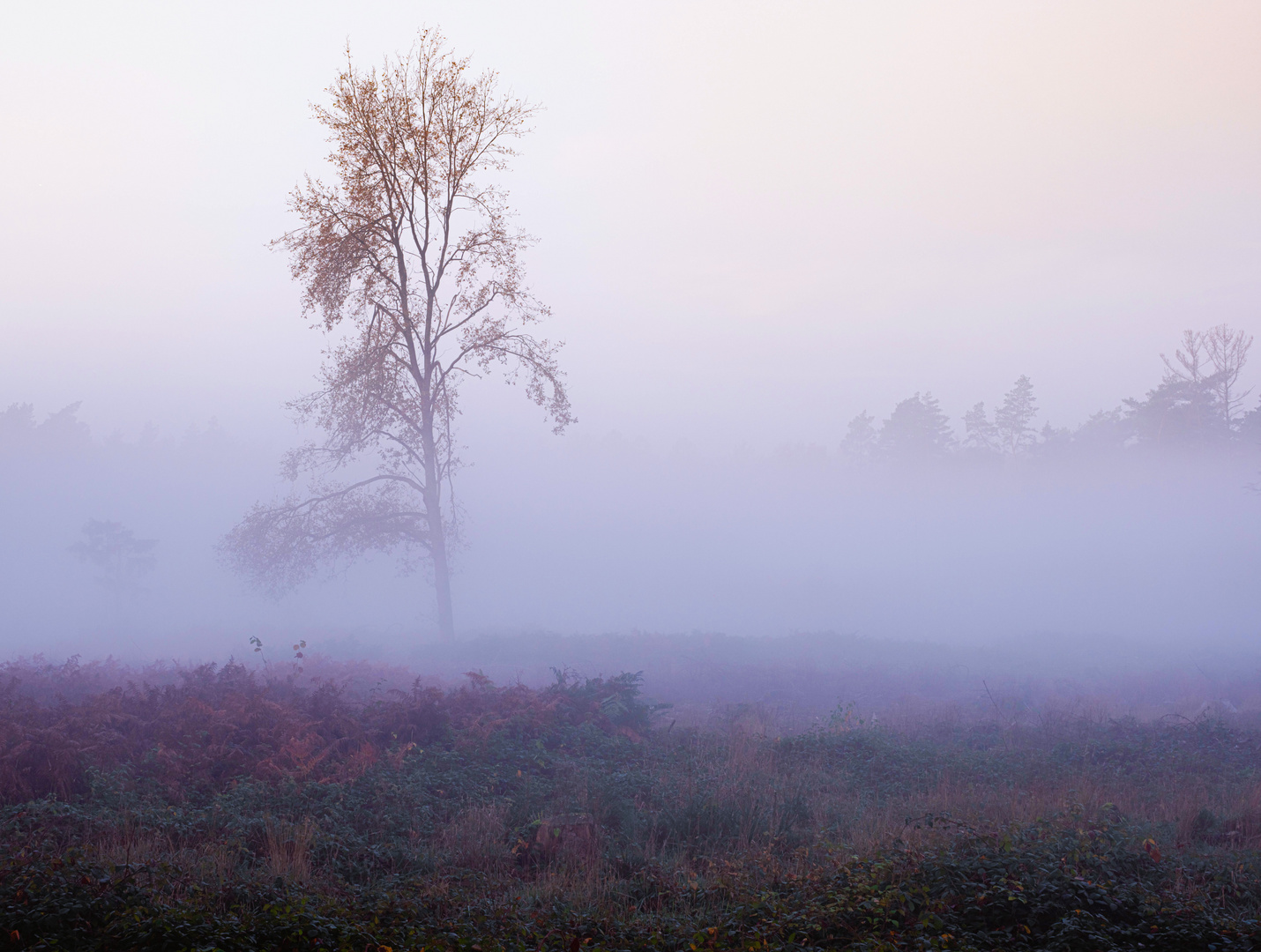 Baum im Nebel