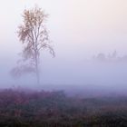 Baum im Nebel